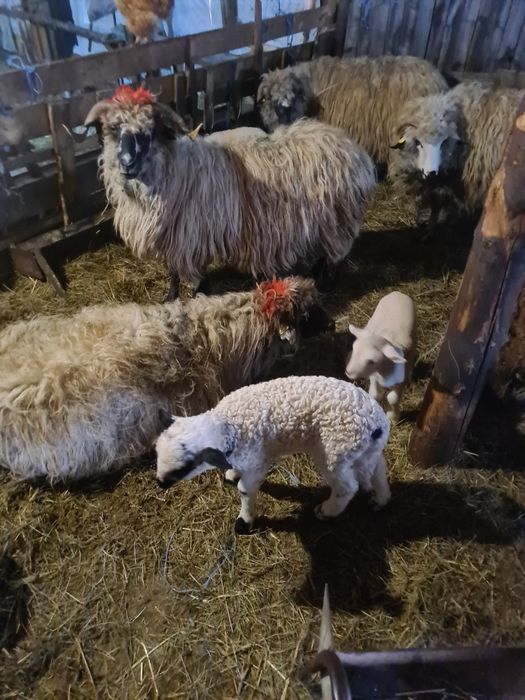 Oi de vănzarela preț bun ,15 buc bortoase ,depuse  5 buc cu miei lângă