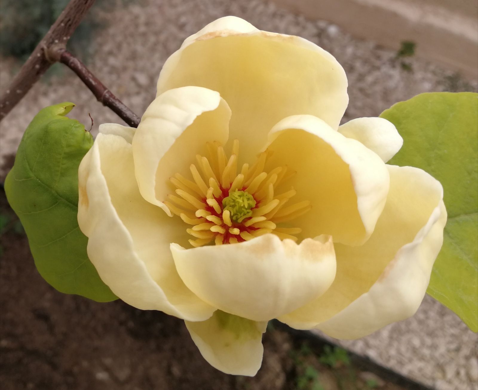 Magnolia Genie, Honey Tulip,  Blue Opal