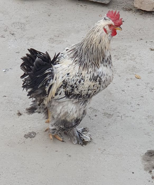 Чиройли ХУРОЗ соглом 1 ёшар Геофизикада