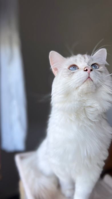 Motan de 2 ani, blăniță lungă, ochi albaștri