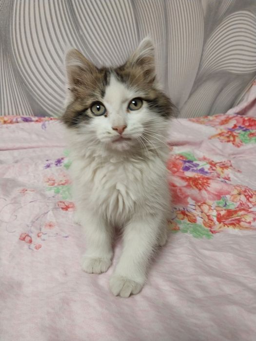 Котенок красивый