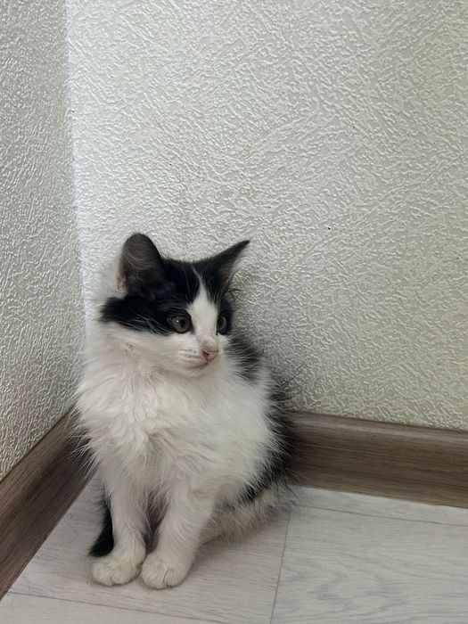 Отдам котят в добрые руки!