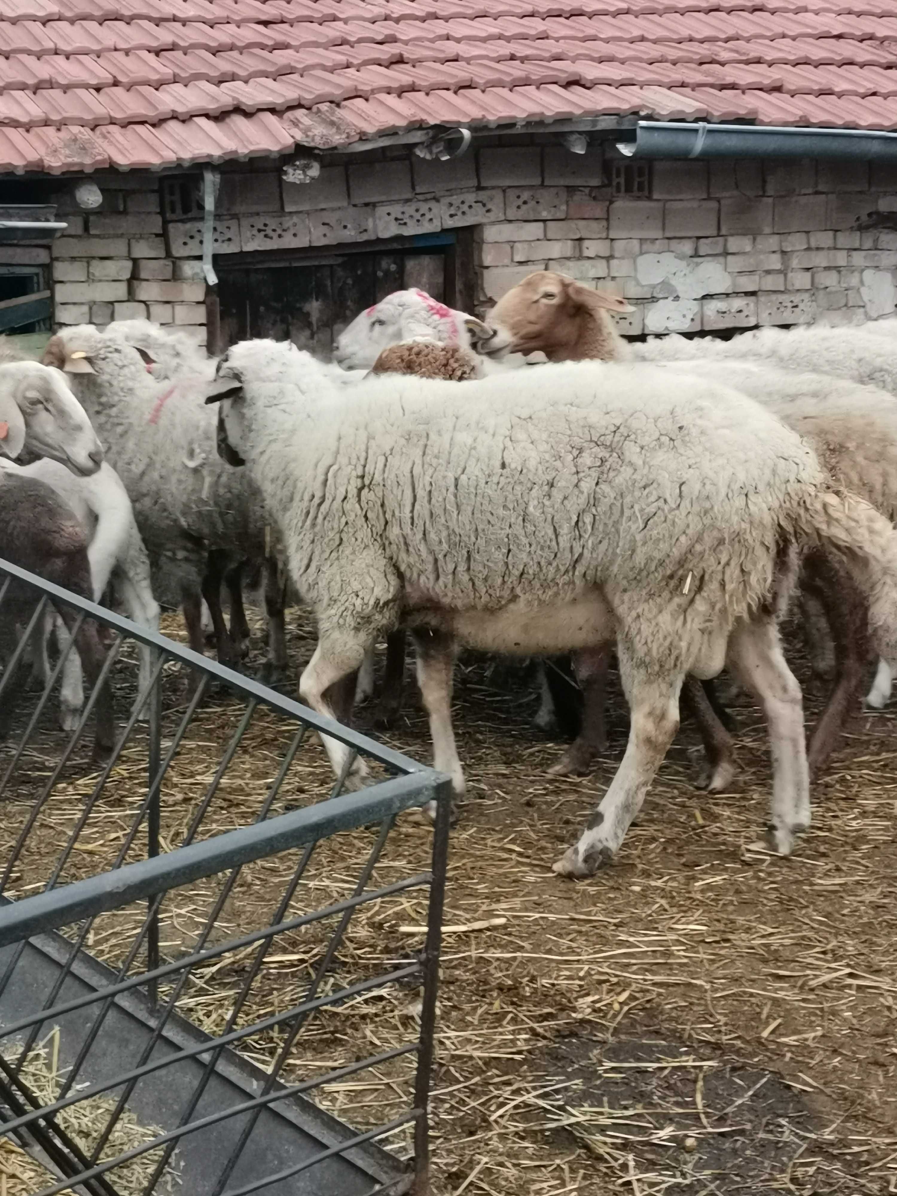 Продавам Коч / праз 2 броя Аваси - Лакон