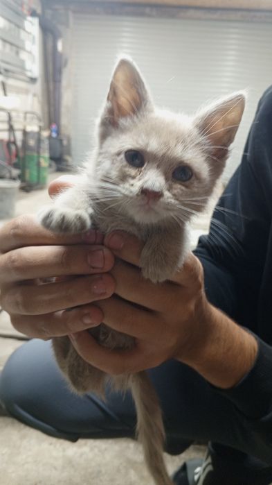 Отдам котёнка в добрые руки