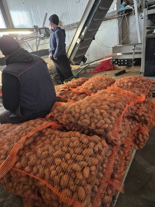 Cartofi samanta de animale