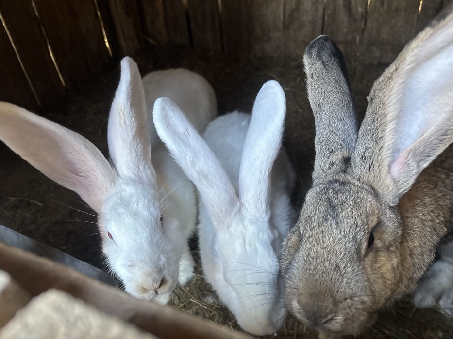 Vand iepuri urias german