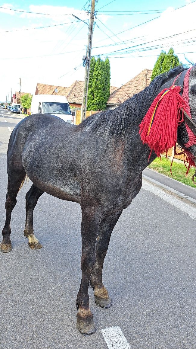 Vând mânz de trei ani foarte frumoși și blând