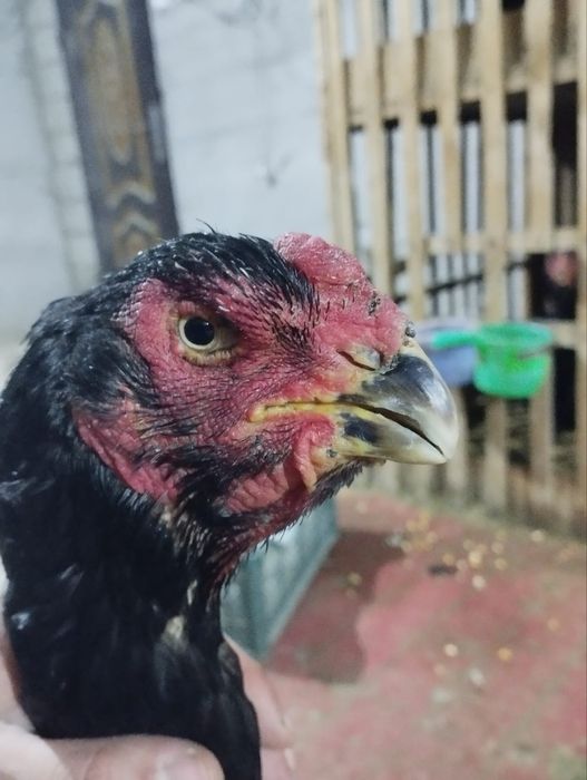 Хон азел гибрит макиён