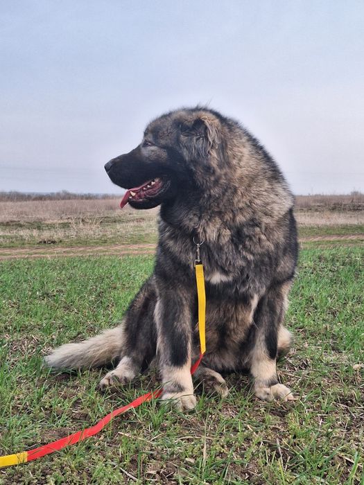 Femelă ciobanesc caucazian