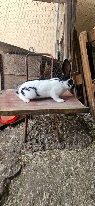 Diaponibili 2 masculi fluture german