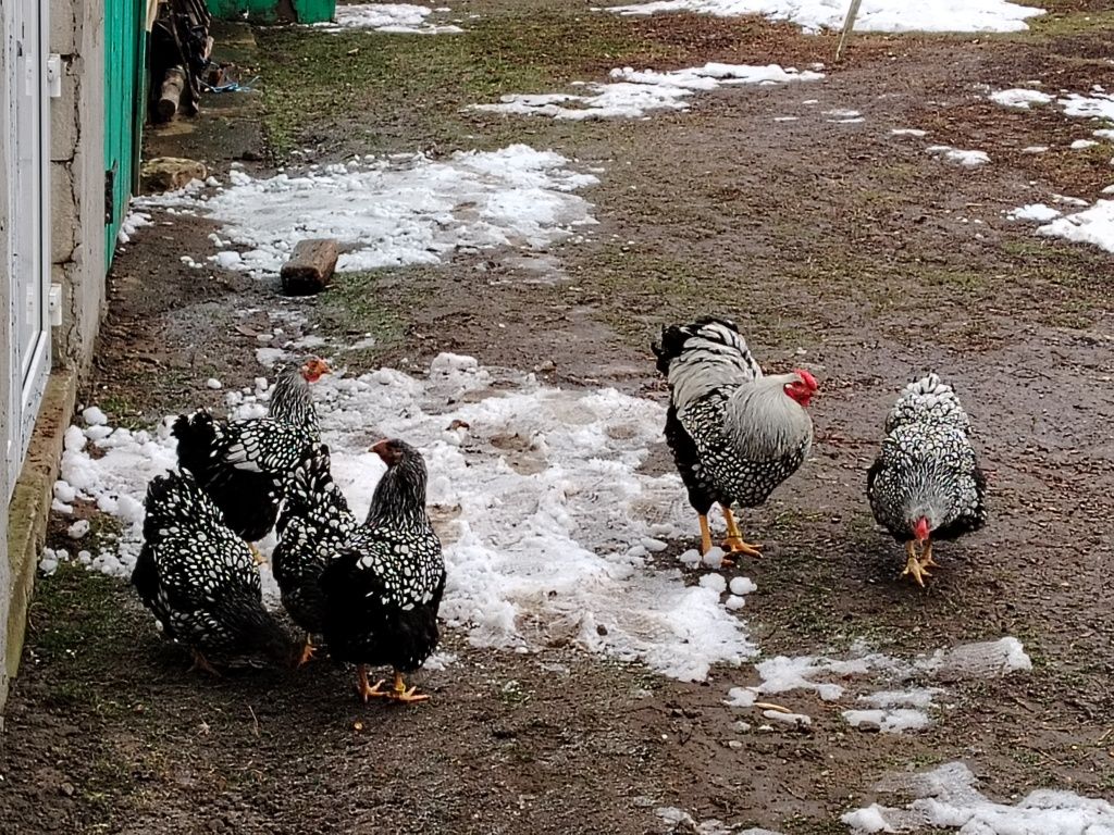 Vând ouă wyandotte argintiu negru bordurat