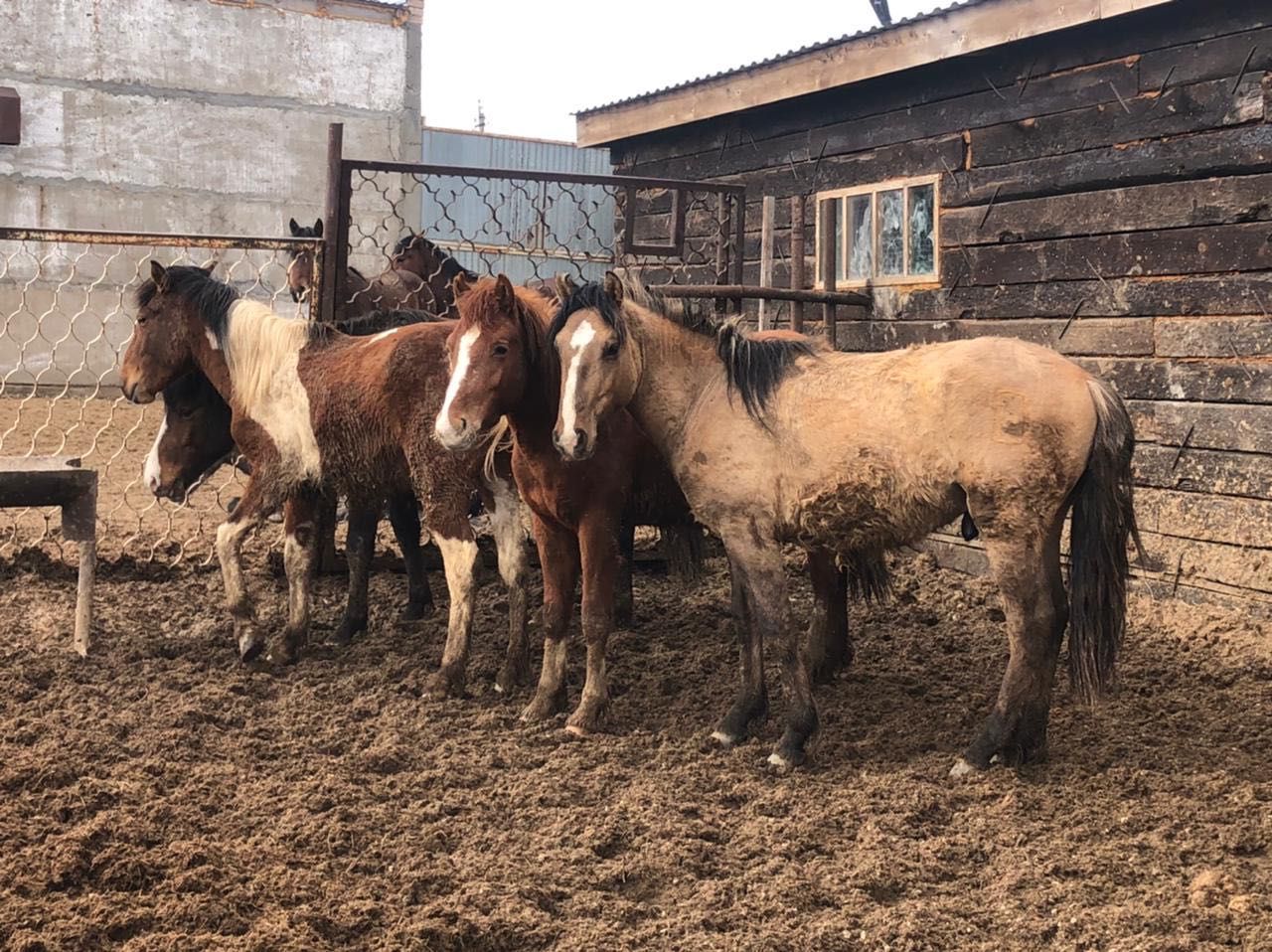 Лошадь 3 года с откорма 4 головы Жемде болған семіз құнандар