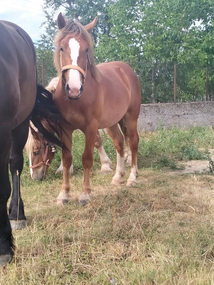 vând mânză cuminte