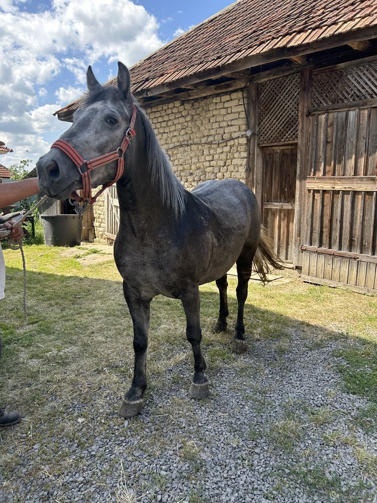 Vand manza de 3 ani