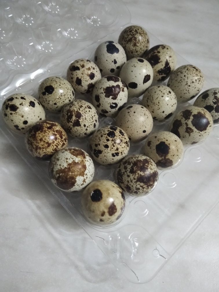 Продам яйцо перепелиное.