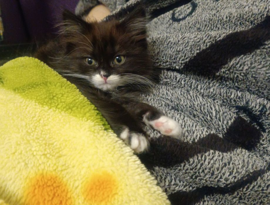 Ищет дом милая и очень игривая кошечка 
Любит играть, мурлыкать и бы