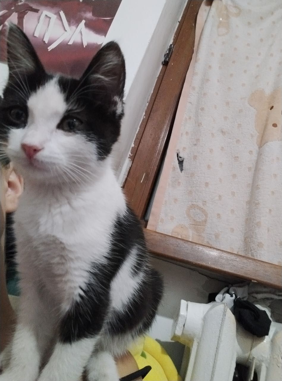 Котенок девочка 3 месяца