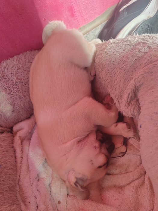 Pui mops, pug, rasa pura. Mascul vârsta 8 săptămâni