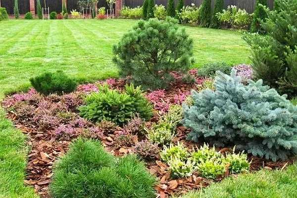 рулонный газон посевной gazon