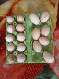 яйца на инкубацию