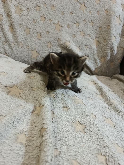 Продам котят им 2 месяца...два котёнка разной расцветки)