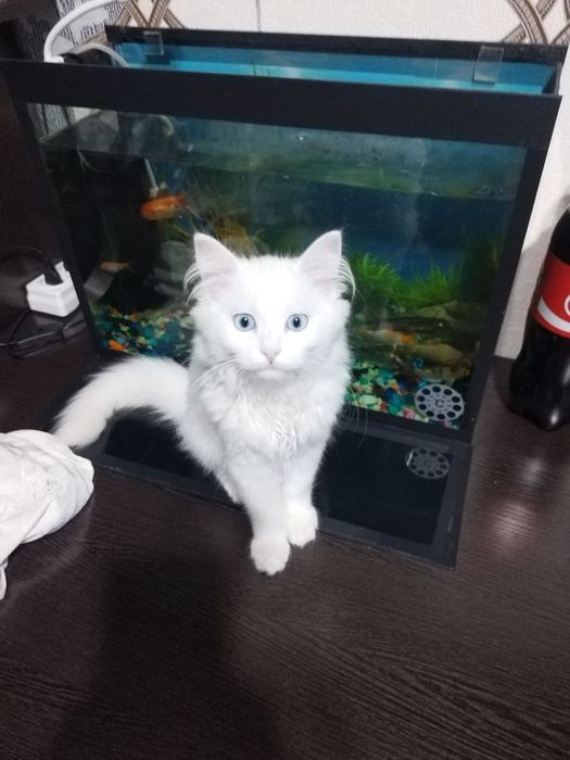 Кот по имени Арчи, жену хочет  Швейцарский 500.000 вязки