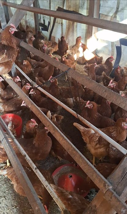 Свободни кокошки носачки за яйца