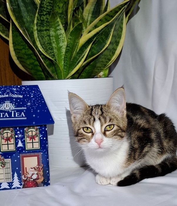 Клеопатра ищет семью