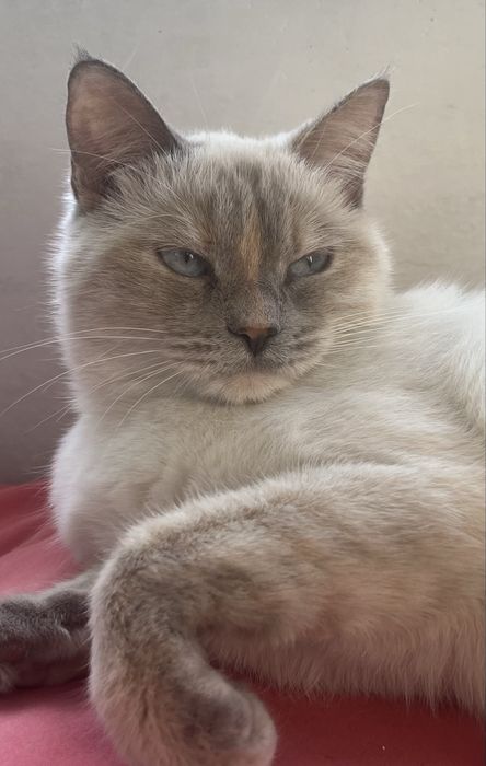 Отдаем в хорошие руки, кошка