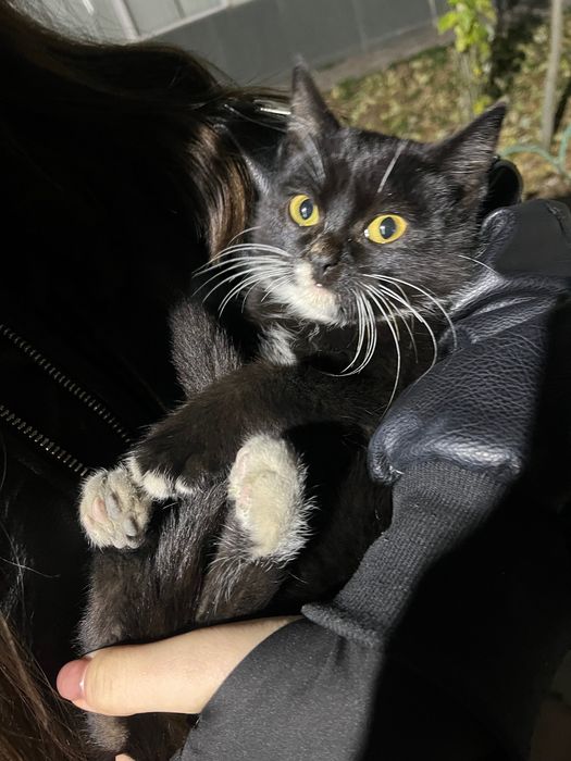 Отдам в добрые руки