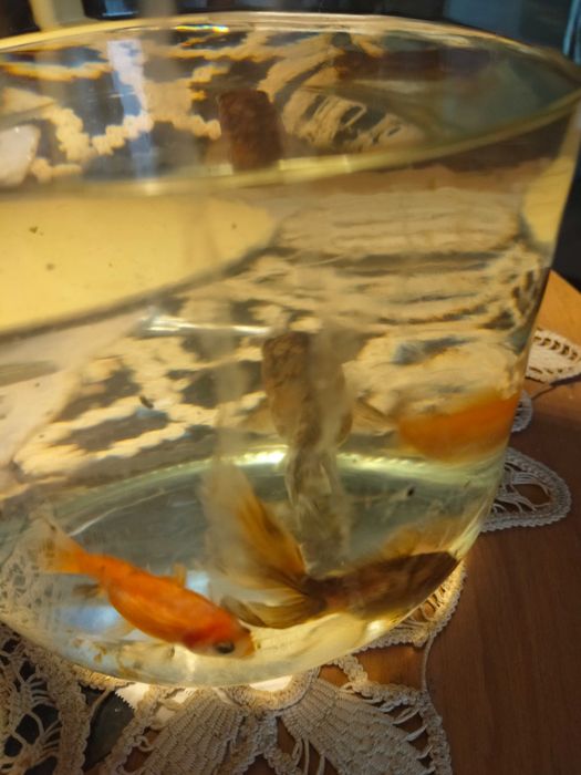 Va and broscuțe testoase