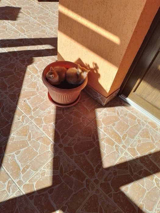 Donez doi pui de pisica