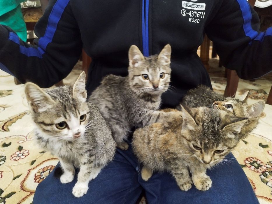 Отдадим котят в хорошие руки