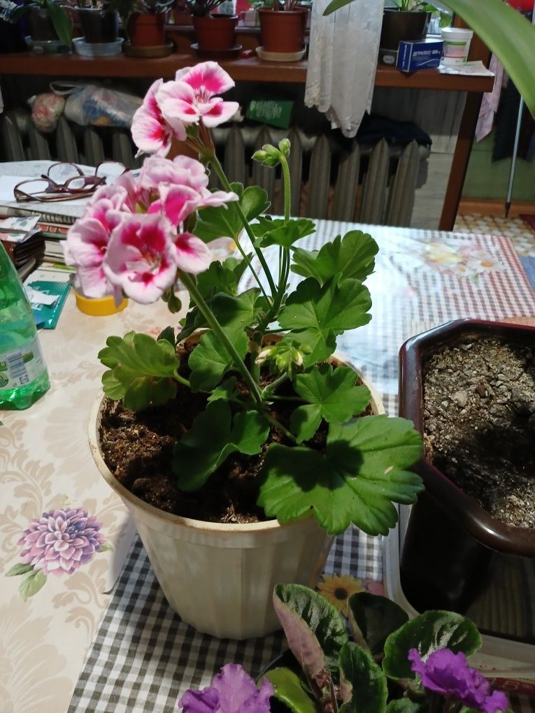 Цветя за дома 4 вида