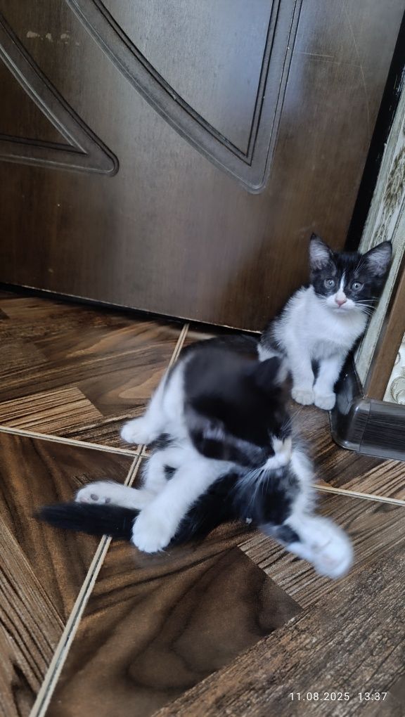 Котят в хорошие рук