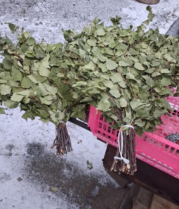 Березовый веник для бани