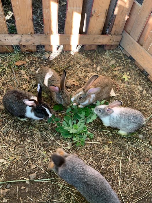 Iepuri Hycol francez