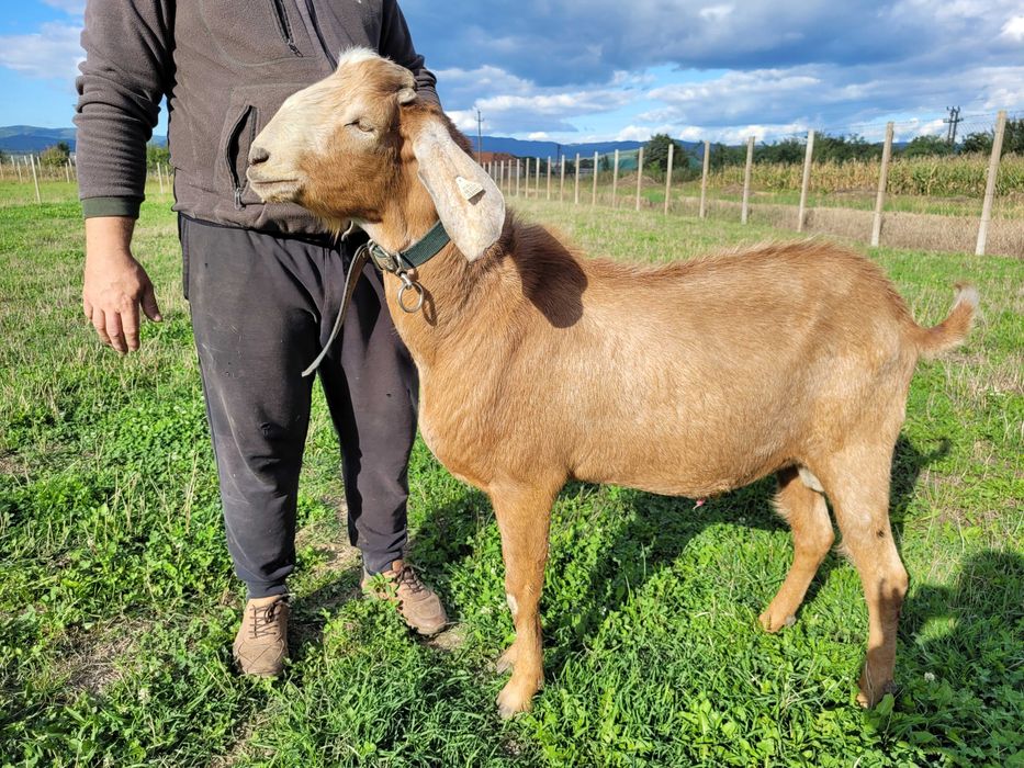 Tap rasa anglo nubian cu certificat de origine pedigree