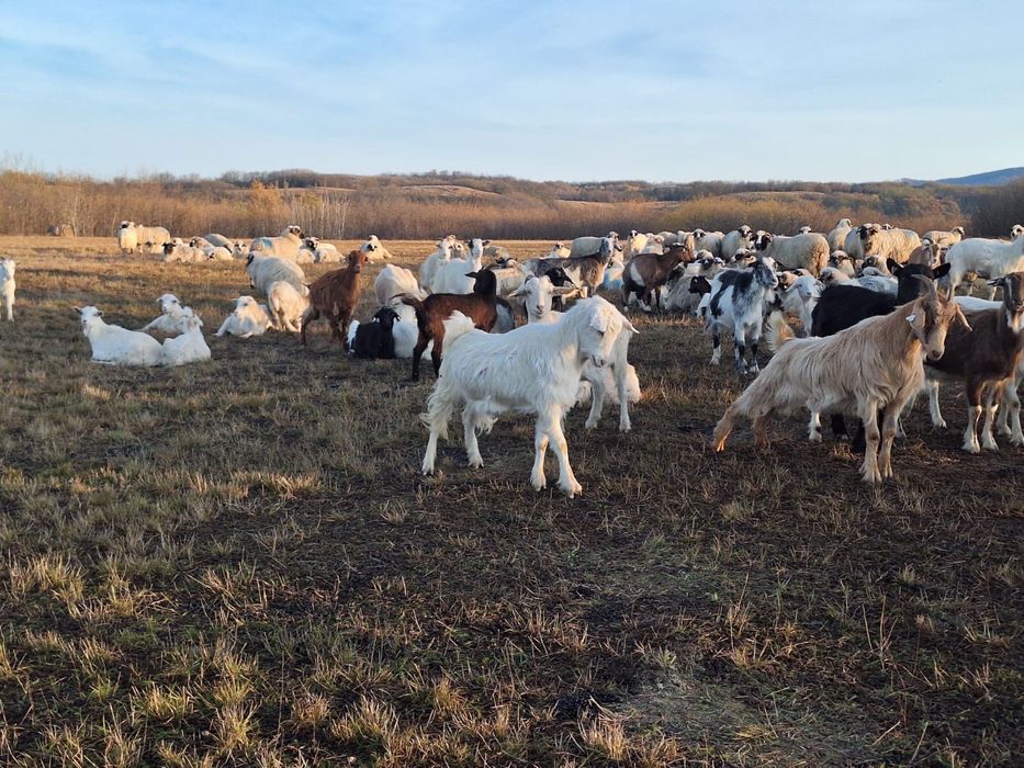 Capre de vanzare pe ales