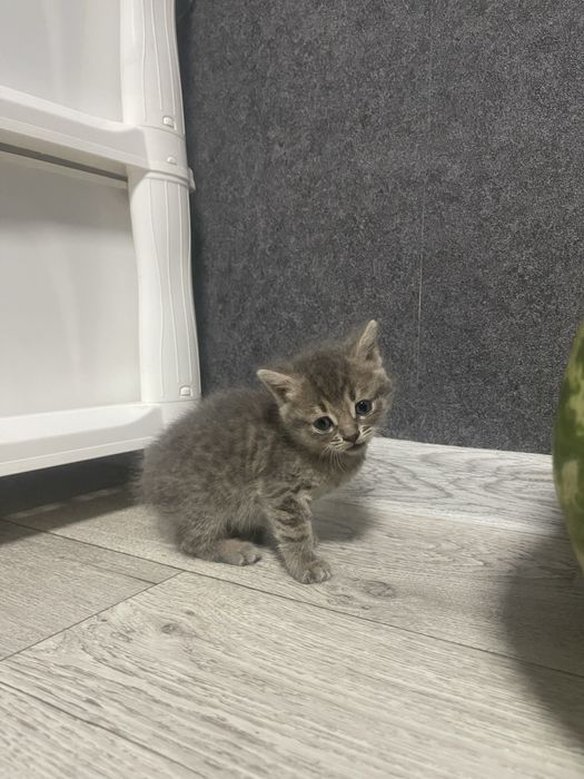 отдам котят Бенгальской кошки бесплатно