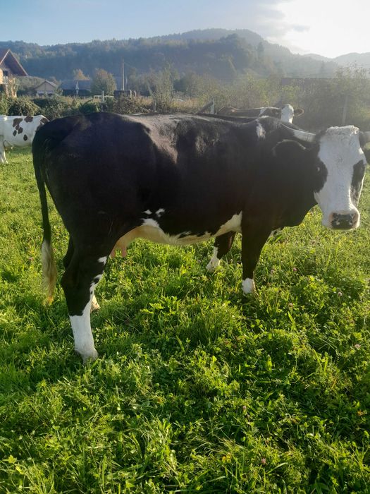 Vand vaca belgiana cu lapte