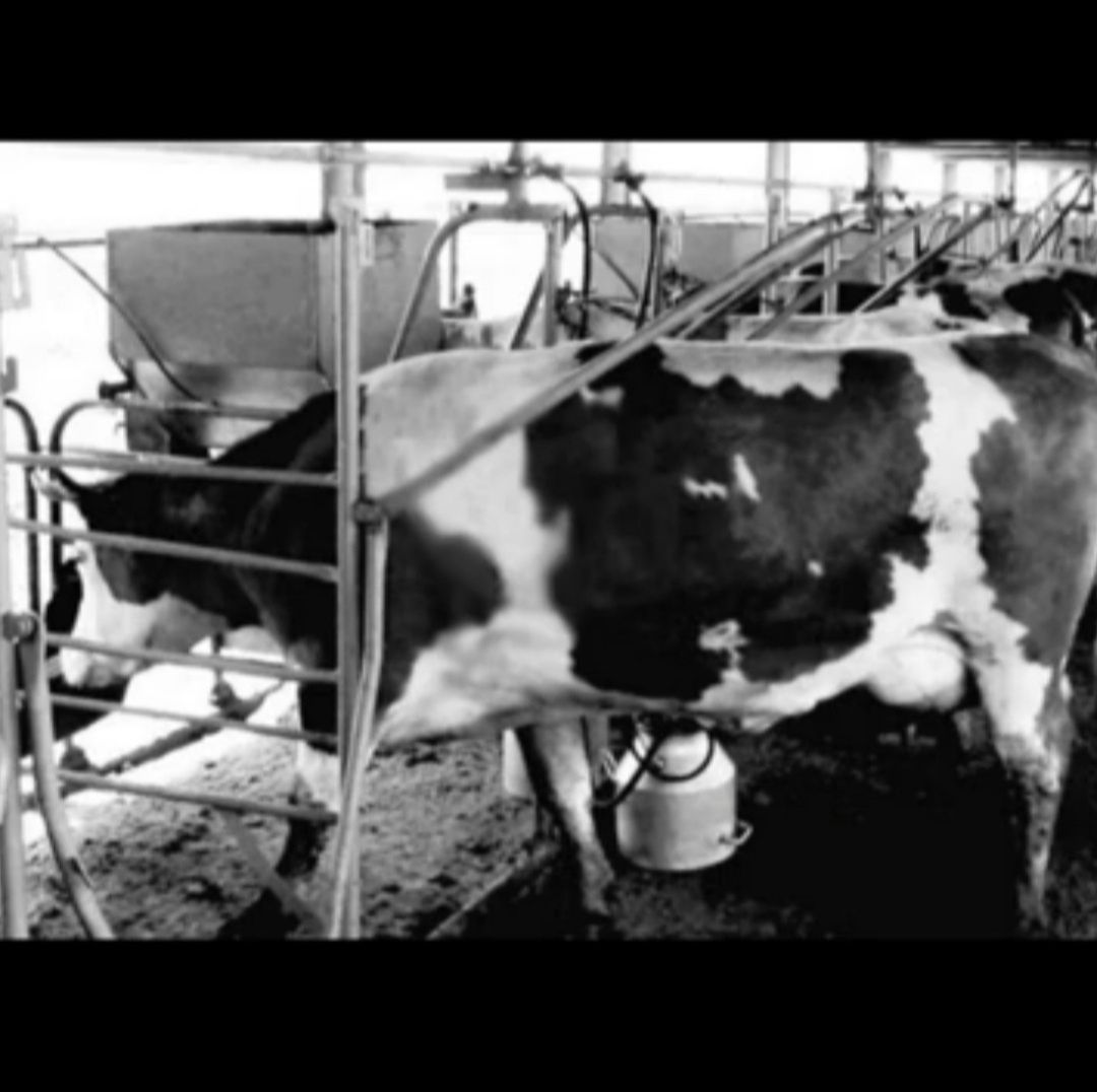 Доильный станок на 2 коровы с использованием доильного аппарата на 2 г