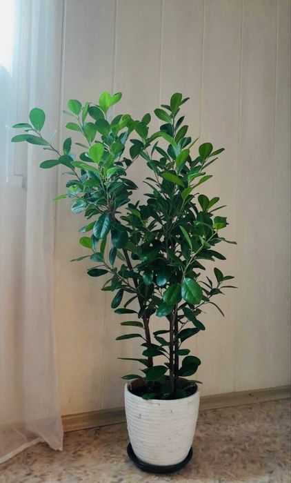 Продам Фикус Микрокарпа