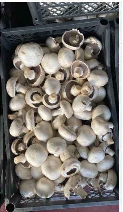 Грибы шампиньоны НС