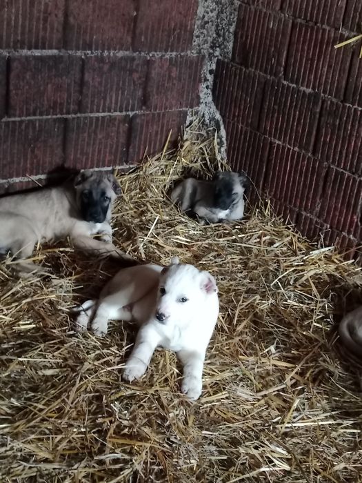 Vând oii bune de bune