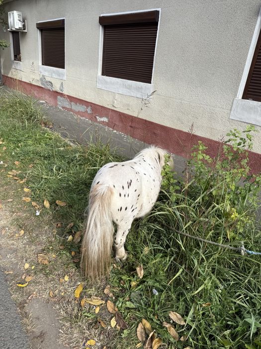Vand ponei apalosa armasar