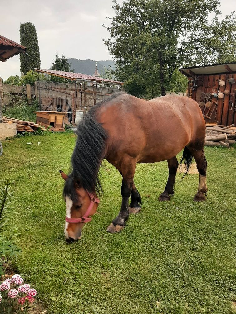 iapă de talie mare