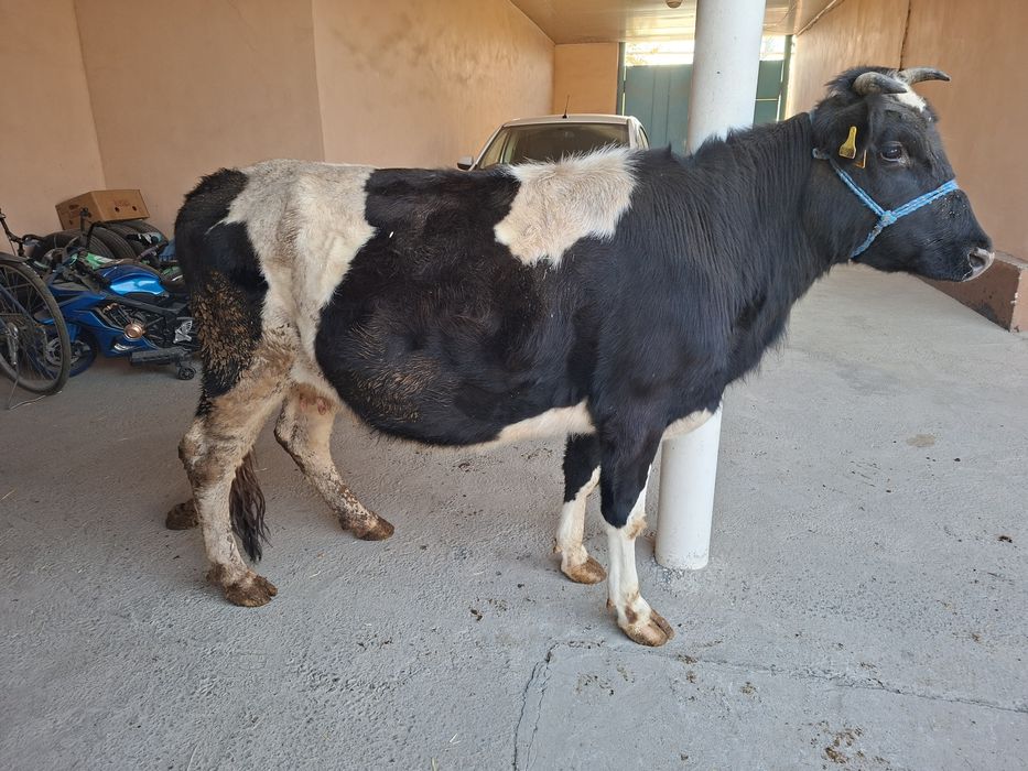 Буаз сиыр сатылады