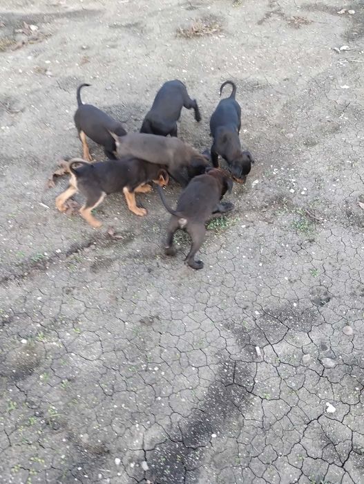 Подарявам малки кученца