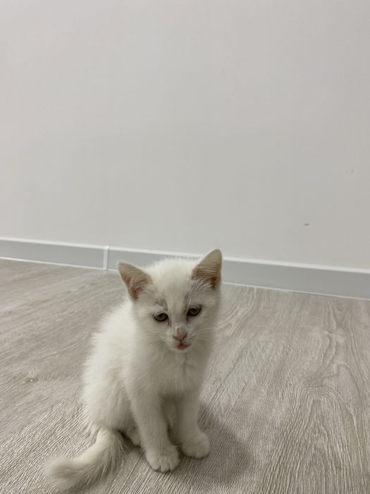 Skotish strayt mushugi sotiladi